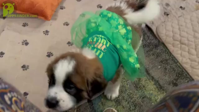 Video preview image #4 Saint Bernard Puppy For Sale in SAVANNAH, MO, USA