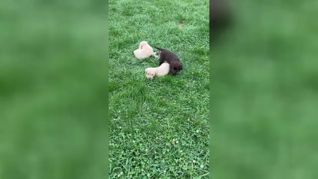 Video preview image #1 Labrador Retriever Puppy For Sale in NEOLA, WV, USA