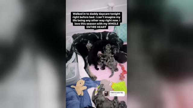 Video preview image #1  Breeder Profile in TRAFALGAR, IN, USA
