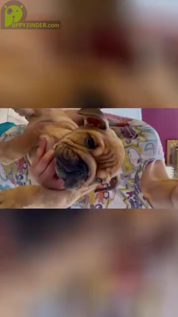 Video preview image #1 English Bulldog Puppy For Sale in SPRING, TX, USA