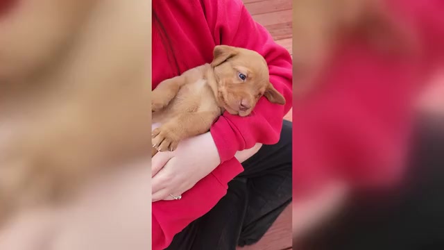 Video preview image #3 Labrador Retriever Puppy For Sale in BUFFALO, NY, USA