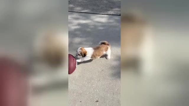 Video preview image #5 Lhasa Apso Puppy For Sale in GIBSONTON, FL, USA