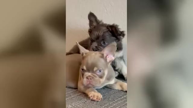 Video preview image #1 French Bulldog Puppy For Sale in CHARLOTTE, NC, USA