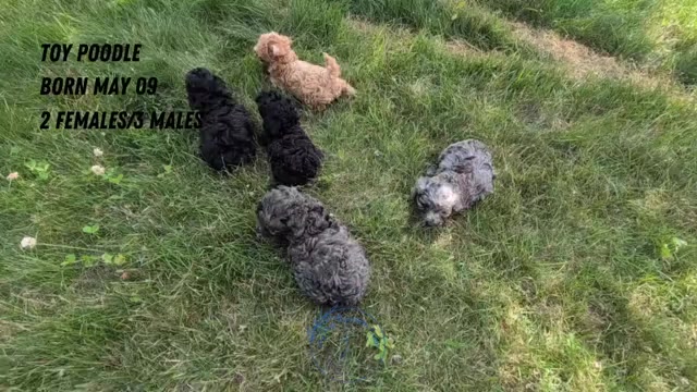 Video preview image #1 Poodle (Toy) Puppy For Sale in GOSHEN, IN, USA