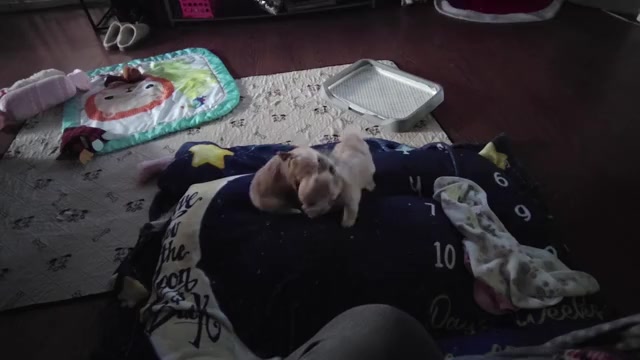 Video preview image #11 Maltipoo (Miniature) Puppy For Sale in SAN ANTONIO, TX, USA