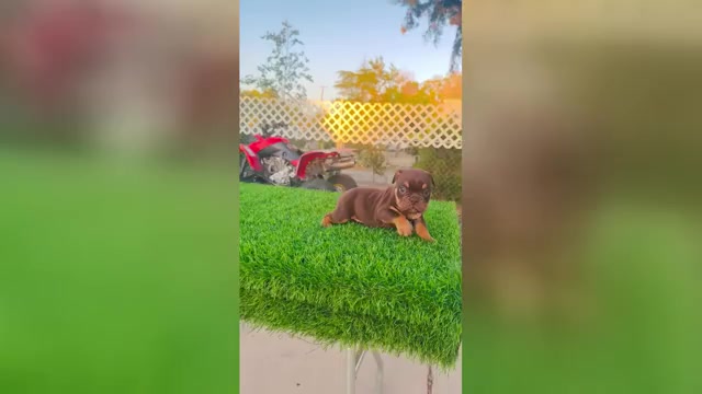 Video preview image #3 English Bulldog Puppy For Sale in MEMPHIS, TN, USA