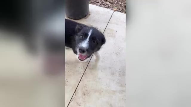 Video preview image #1 Border-Aussie Puppy For Sale in CAMARILLO, CA, USA