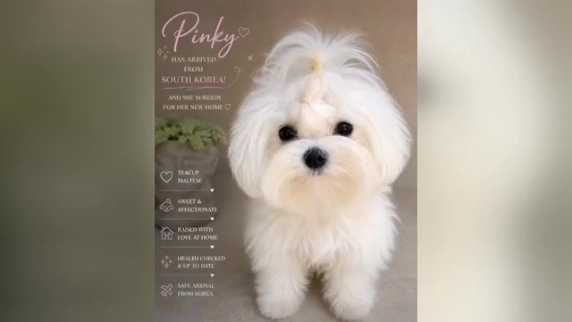 Video preview image #5 Maltipoo (Toy) Puppy For Sale in MANHATTAN BEACH, CA, USA