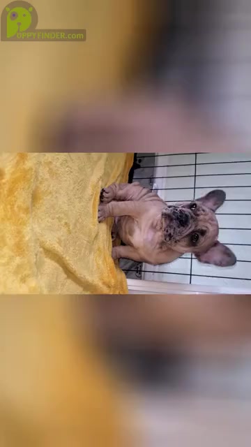 Video preview image #3 French Bulldog Puppy For Sale in TRACY, CA, USA