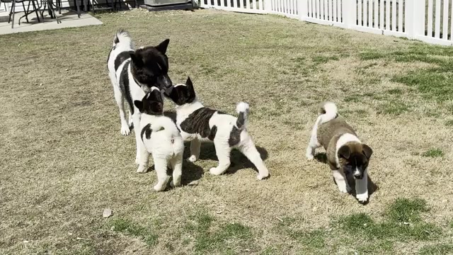 Video preview image #1 Akita Puppy For Sale in ZEBULON, NC, USA