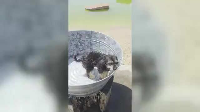 Video preview image #1 Miniature American Shepherd-Poodle (Toy) Mix Puppy For Sale in JONES, OK, USA