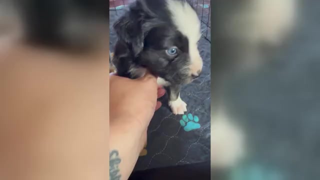 Video preview image #1 Miniature Australian Shepherd Puppy For Sale in BROOKER, FL, USA