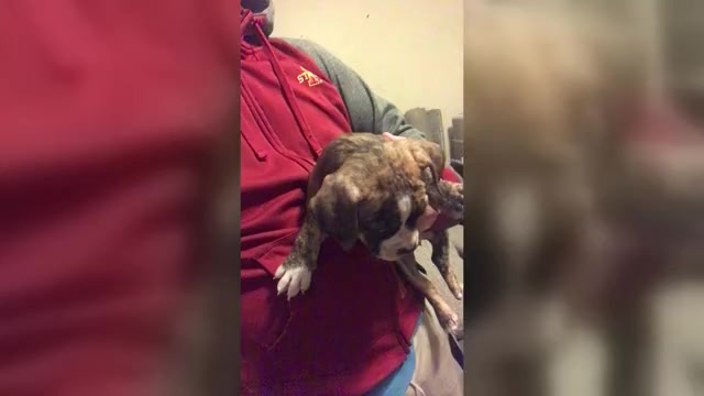 Video preview image #1 American Bully Puppy For Sale in BOONE, IA, USA