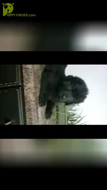 Video preview image #4 Newfoundland Puppy For Sale in SHIPSHEWANA, IN, USA