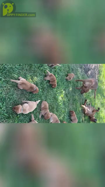 Video preview image #1  Breeder Profile in HIAWATHA, KS, USA