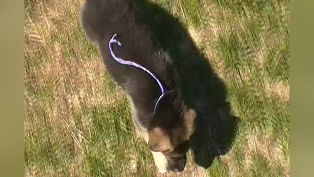 Video preview image #1 German Shepherd Dog Puppy For Sale in PIEDMONT, MO, USA