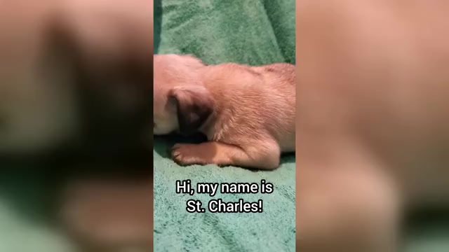 Video preview image #2 Pug Puppy For Sale in LYNDON CENTER, VT, USA