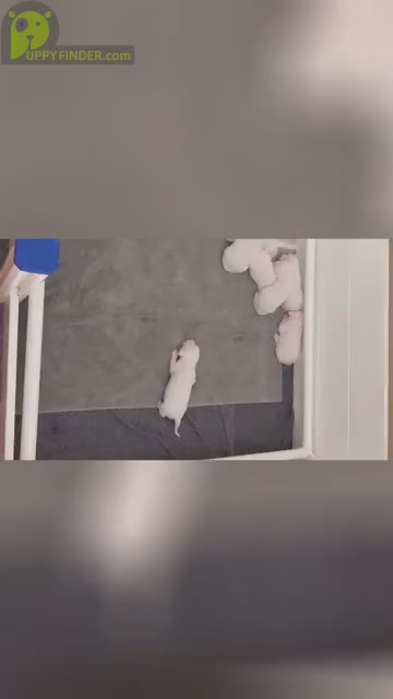 Video preview image #1  Breeder Profile in PAUMA VALLEY, CA, USA