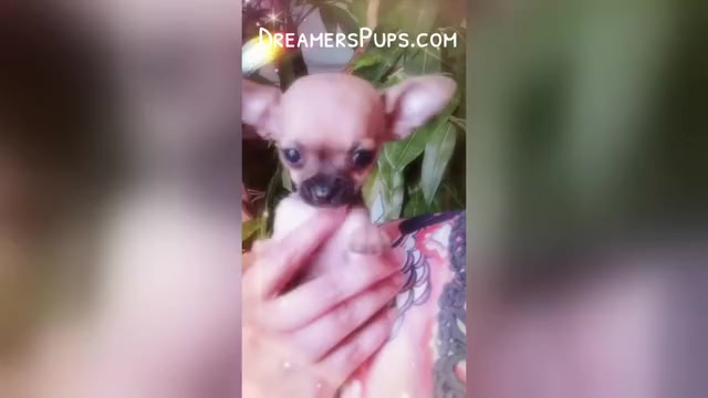 Video preview image #35  Breeder Profile in ADAMSVILLE, TN, USA