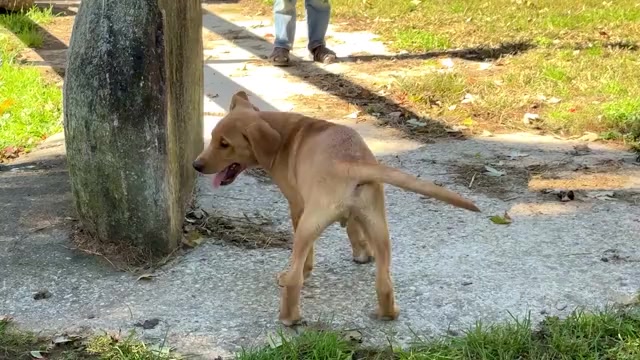 Video preview image #4 Golden Retriever-Jack Russell Terrier Mix Puppy For Sale in WAKARUSA, IN, USA