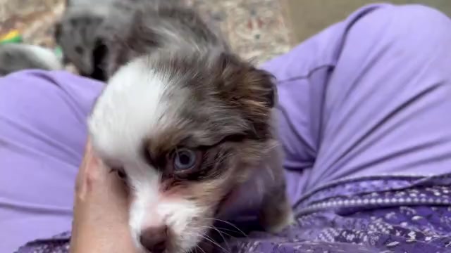 Video preview image #2 Miniature Australian Shepherd Puppy For Sale in HARRISON, OH, USA