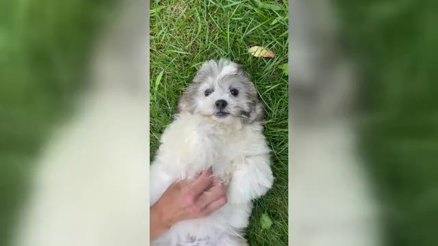 Video preview image #1 Zuchon Puppy For Sale in FAIRBANK, IA, USA