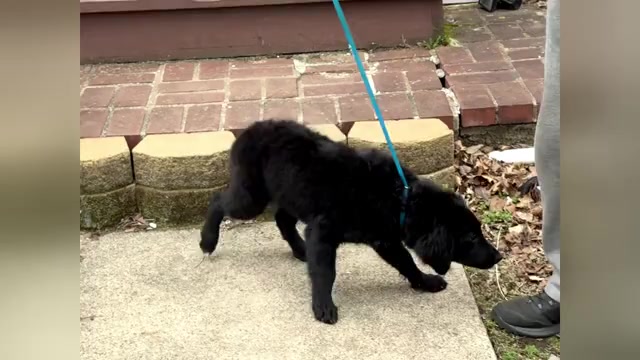 Video preview image #6 Goldendoodle Puppy For Sale in ORANGE, CT, USA