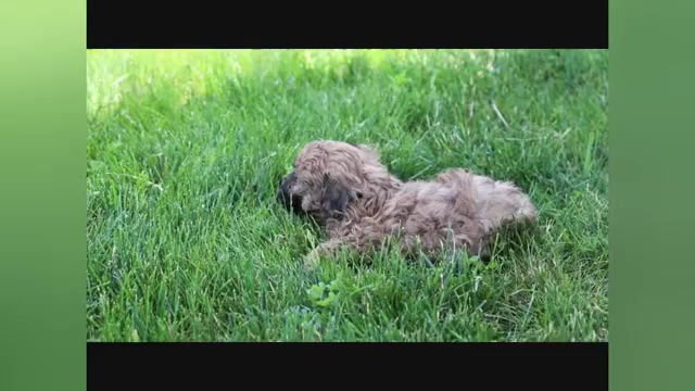 Video preview image #1 ShihPoo Puppy For Sale in CANTON, OH, USA