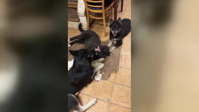 Video preview image #2 Alaskan Husky-Alaskan Malamute Mix Puppy For Sale in CANASTOTA, NY, USA