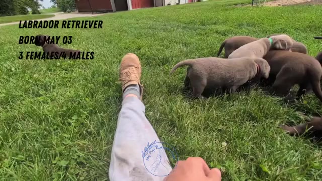 Video preview image #6 Labrador Retriever Puppy For Sale in GOSHEN, IN, USA