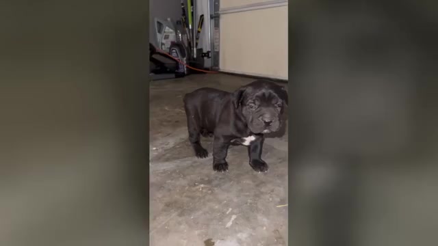 Video preview image #1 Cane Corso Puppy For Sale in COLLINSVILLE, IL, USA