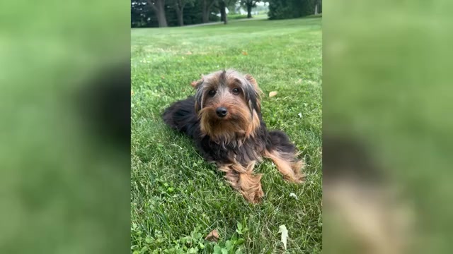 Video preview image #2 Yorkshire Terrier Puppy For Sale in NAPPANEE, IN, USA