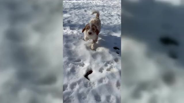 Video preview image #3 Aussie-Poo-Goldendoodle Mix Puppy For Sale in COMMERCE, MI, USA