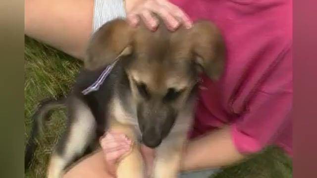 Video preview image #1 German Shepherd Dog Puppy For Sale in PIEDMONT, MO, USA