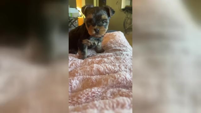 Video preview image #1 Yorkshire Terrier Puppy For Sale in FERNDALE, MI, USA