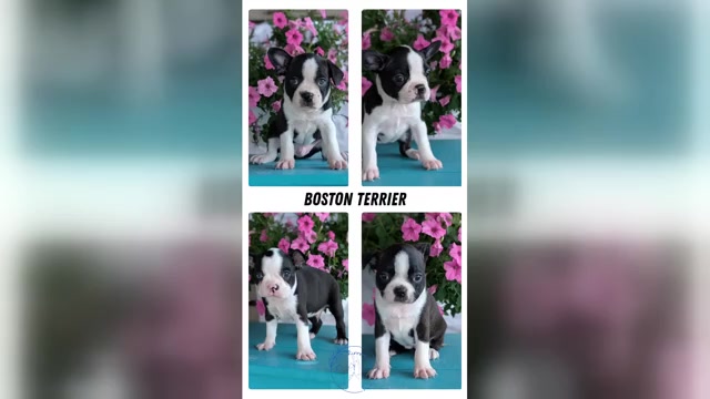 Video preview image #1 Boston Terrier Puppy For Sale in GOSHEN, IN, USA