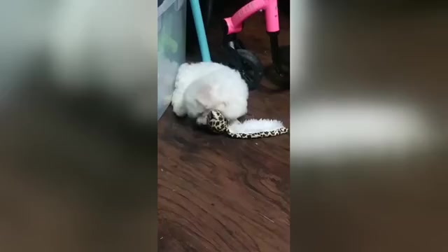 Video preview image #1 Bichon Frise Puppy For Sale in QUILCENE, WA, USA