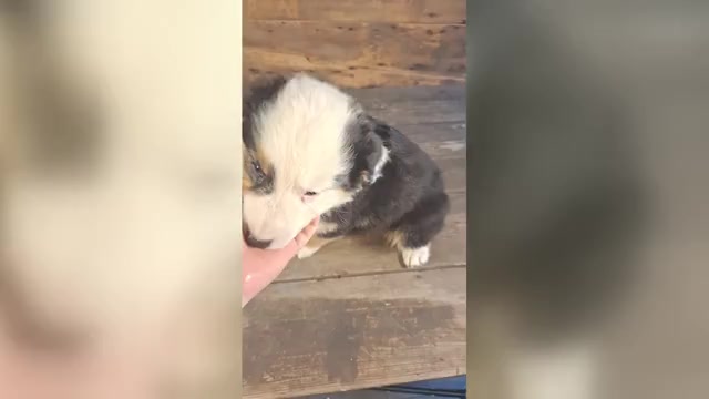 Video preview image #5 Australian Shepherd Puppy For Sale in SAINT JOHNS, MI, USA