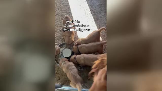 Video preview image #6  Breeder Profile in FREDERICKSBG, OH, USA