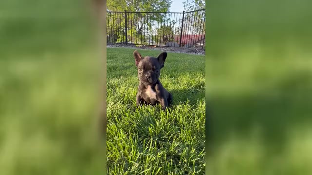 Video preview image #10 French Bulldog Puppy For Sale in SUNNYSIDE, WA, USA