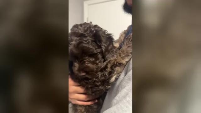 Video preview image #1 Cock-A-Poo Puppy For Sale in HYATTSVILLE, MD, USA