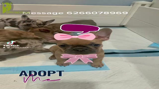 Video preview image #1 French Bulldog Puppy For Sale in MONTEREY PARK, CA, USA