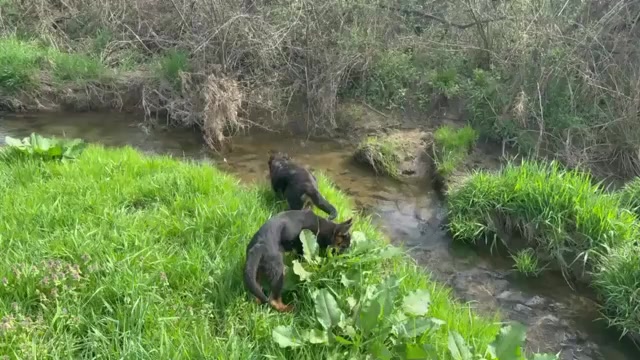 Video preview image #5 German Shepherd Dog Puppy For Sale in NEWVILLE, PA, USA