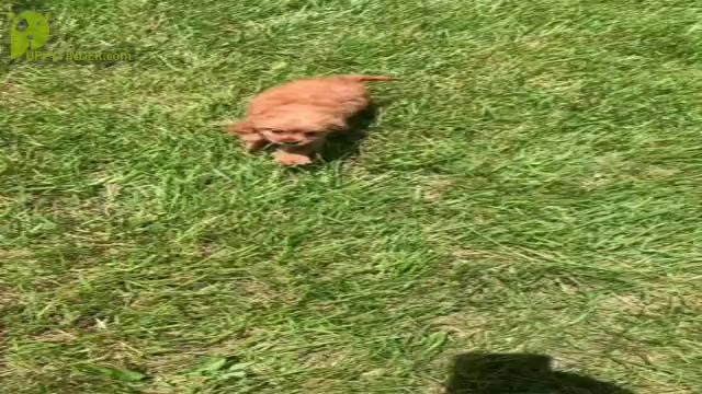 Video preview image #1 Cavapoo Puppy For Sale in WARSAW, IN, USA