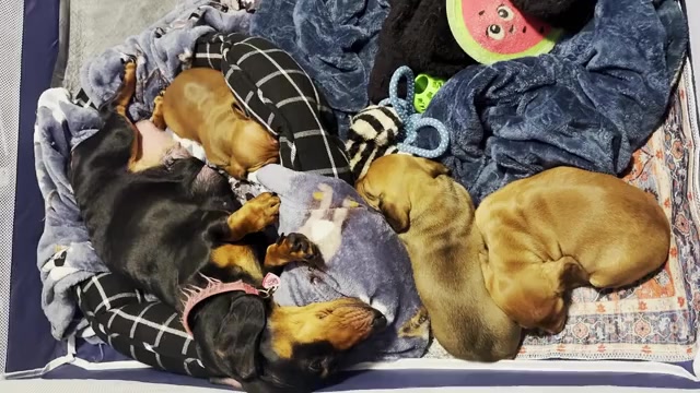 Video preview image #1 Dachshund Puppy For Sale in AYER, MA, USA