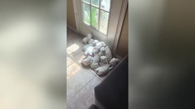 Video preview image #2 Dalmatian Puppy For Sale in FORT WORTH, TX, USA