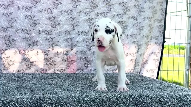 Video preview image #11 Great Dane Puppy For Sale in WAKARUSA, IN, USA