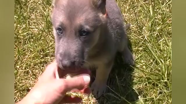 Video preview image #1 German Shepherd Dog Puppy For Sale in PIEDMONT, MO, USA