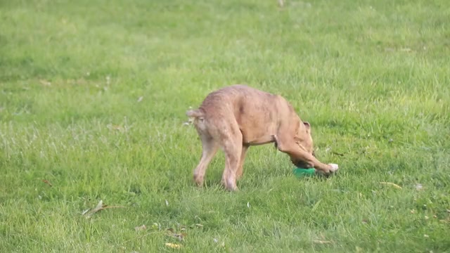 Video preview image #1 Boxer Puppy For Sale in SHIPSHEWANA, IN, USA