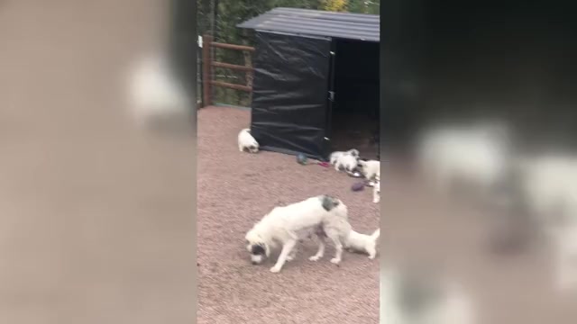 Video preview image #4 Great Pyrenees Puppy For Sale in WOODLAND PARK, CO, USA